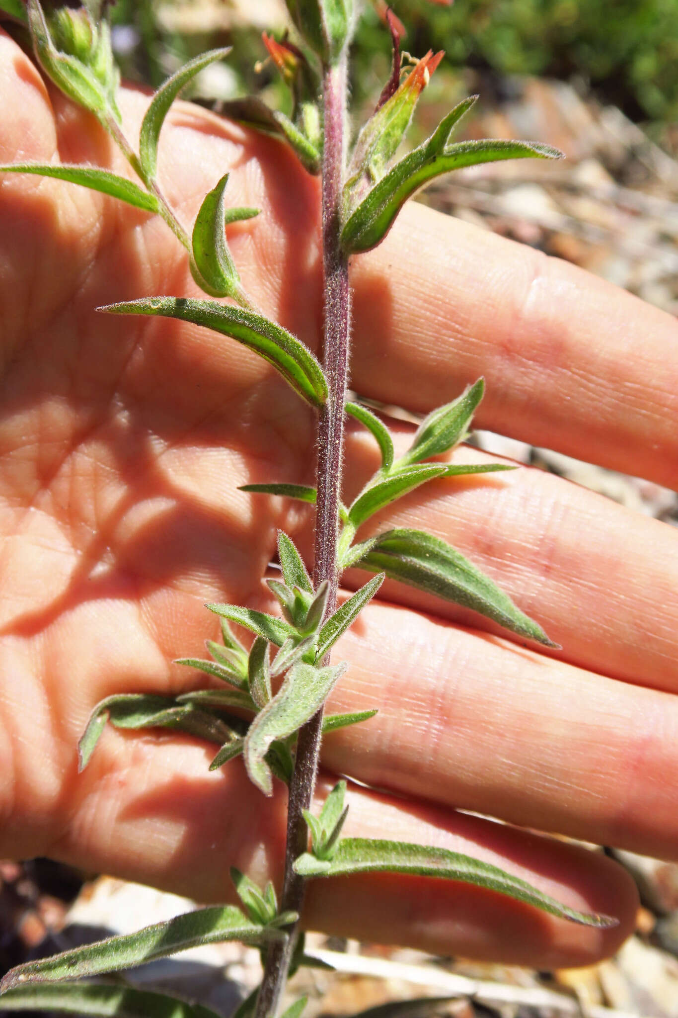 Слика од Castilleja pruinosa Fern.