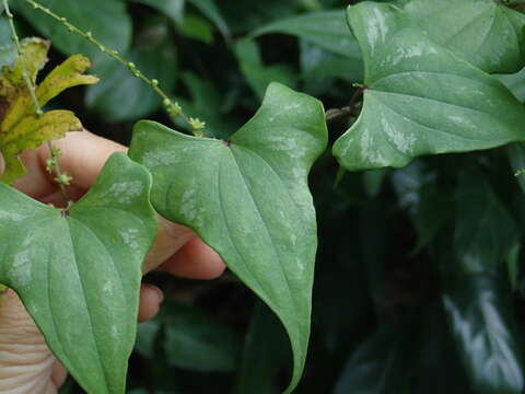 صورة Dioscorea collettii Hook. fil.