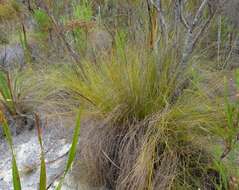 صورة Tetraria capillacea (Thunb.) C. B. Clarke