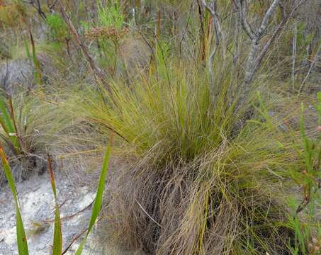 Image of Tetraria capillacea (Thunb.) C. B. Clarke