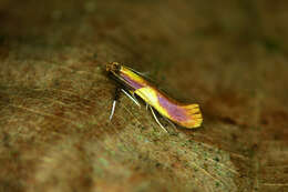 صورة Caloptilia alchimiella (Scopoli 1763)