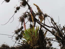 Imagem de Tillandsia walteri Mez