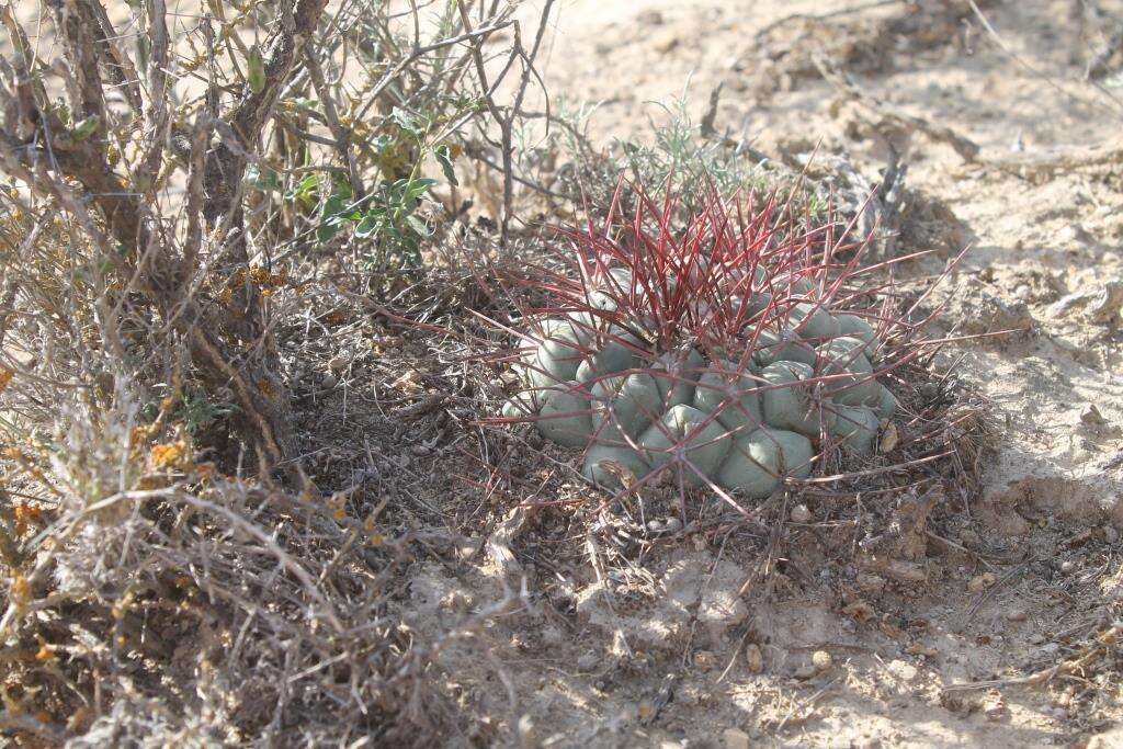 Image of Thelocactus hexaedrophorus subsp. lloydii (Britton & Rose) N. P. Taylor