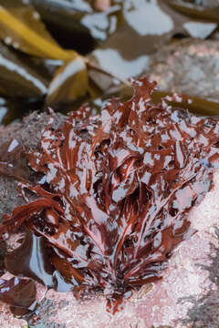 Image of Erythrophyllum delesserioides