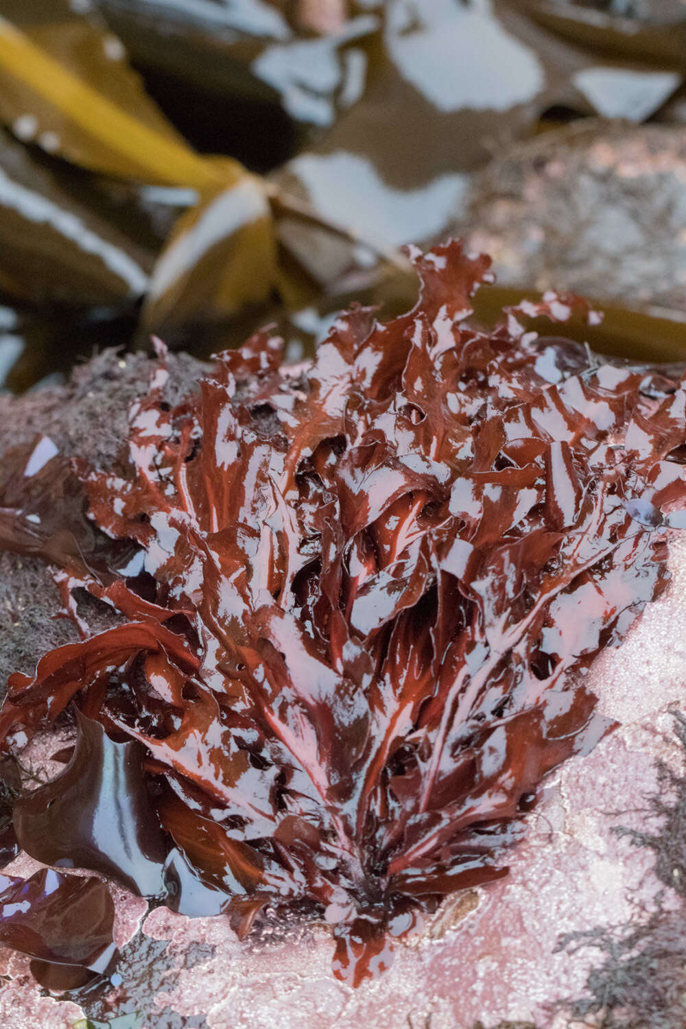 Image of Erythrophyllum delesserioides