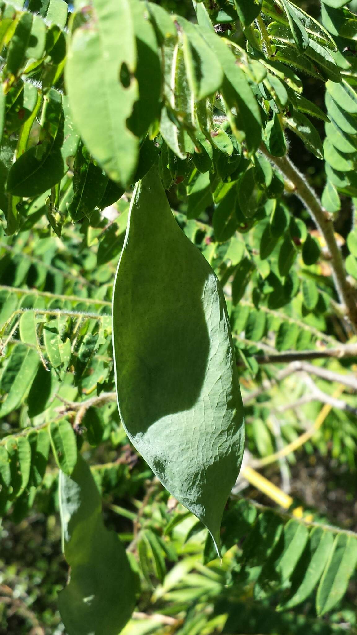 Image of Dalbergia glaucocarpa Bosser & R. Rabev.