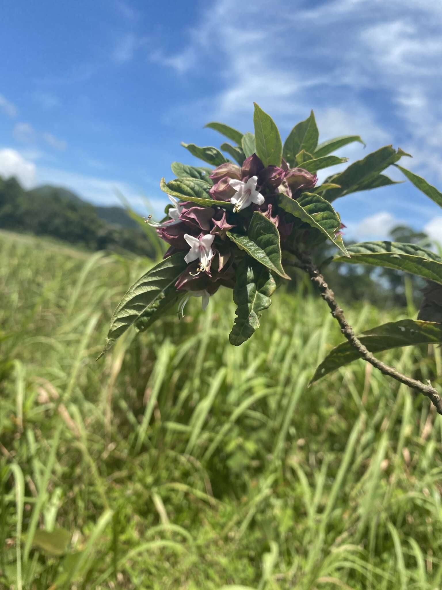 Imagem de Clerodendrum fortunatum L.