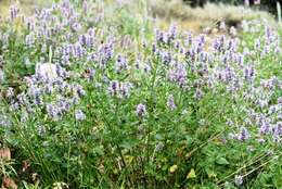 Imagem de Agastache occidentalis (Piper) A. Heller