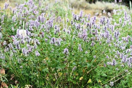 Imagem de Agastache occidentalis (Piper) A. Heller