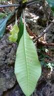 Euphorbia leuconeura Boiss. resmi