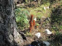 Image of Orobanche haenseleri Reuter