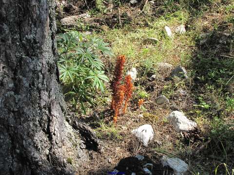 Image of Orobanche haenseleri Reuter