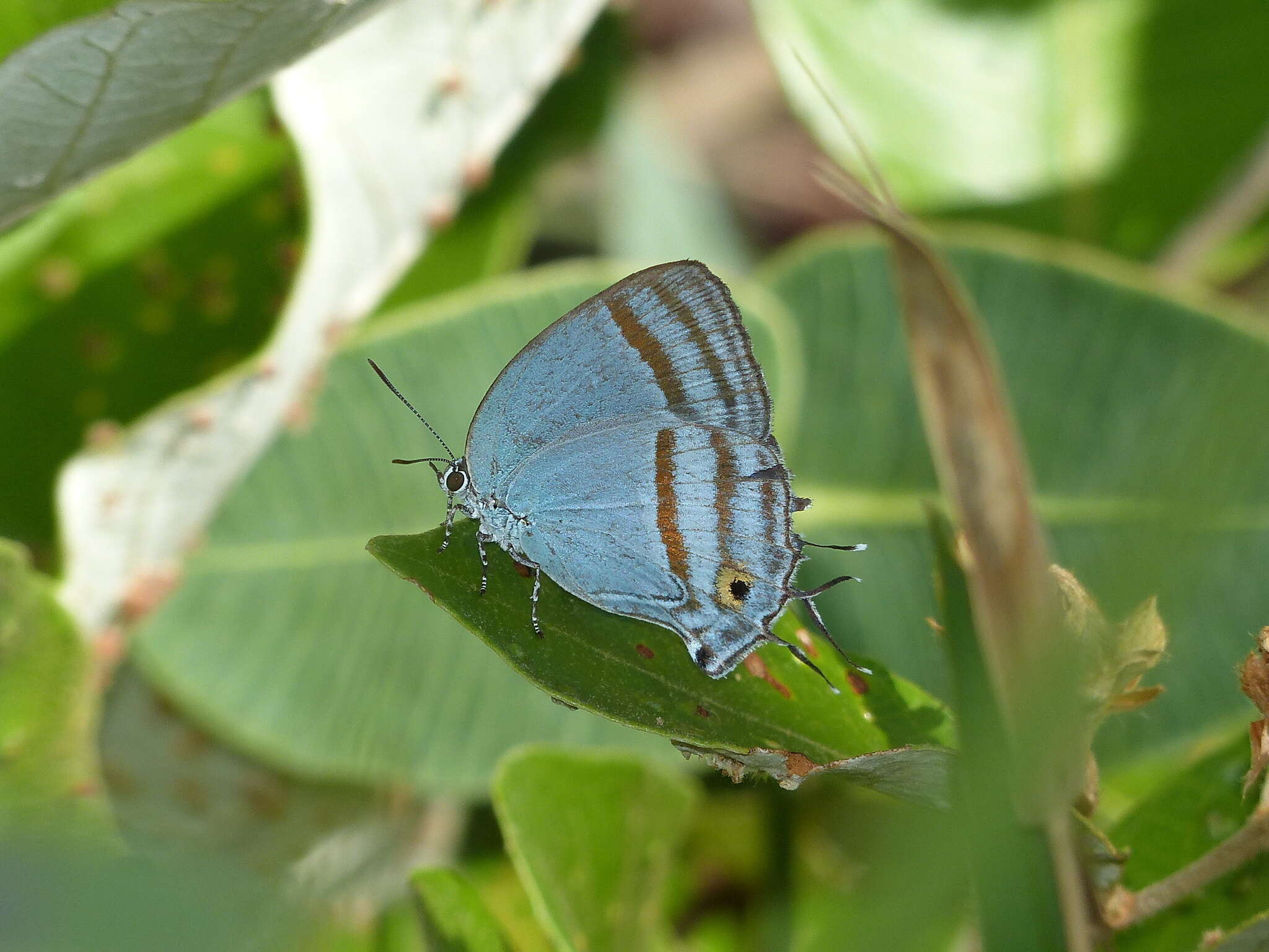 Imagem de Paiwarria venulius (Cramer 1782)