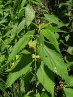 Image of Urtica dioica subsp. pubescens (Ledeb.) Domin