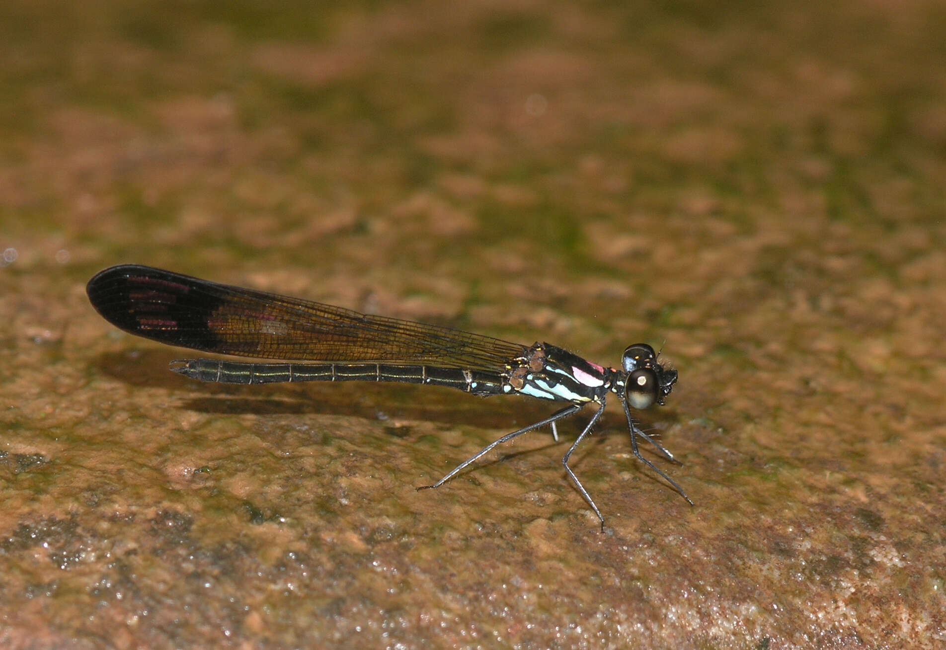 Image of Heliocypha biforata (Selys 1859)