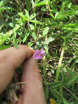 Image of Gray's milkpea