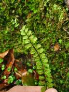 Image de Asplenium trichomanes subsp. trichomanes