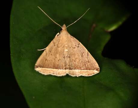 Image of Lysimelia alstoni Holloway 1979