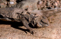 Image of Moroccan Spiny-tailed Lizard