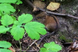 Image of Striped Field Mouse
