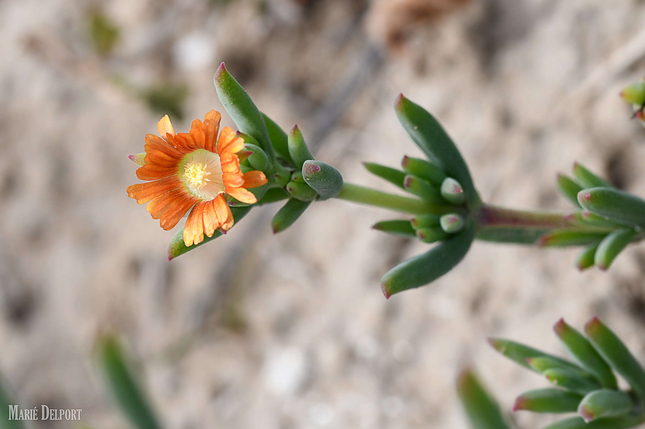 Imagem de Delosperma testaceum (Haw.) Schwant.