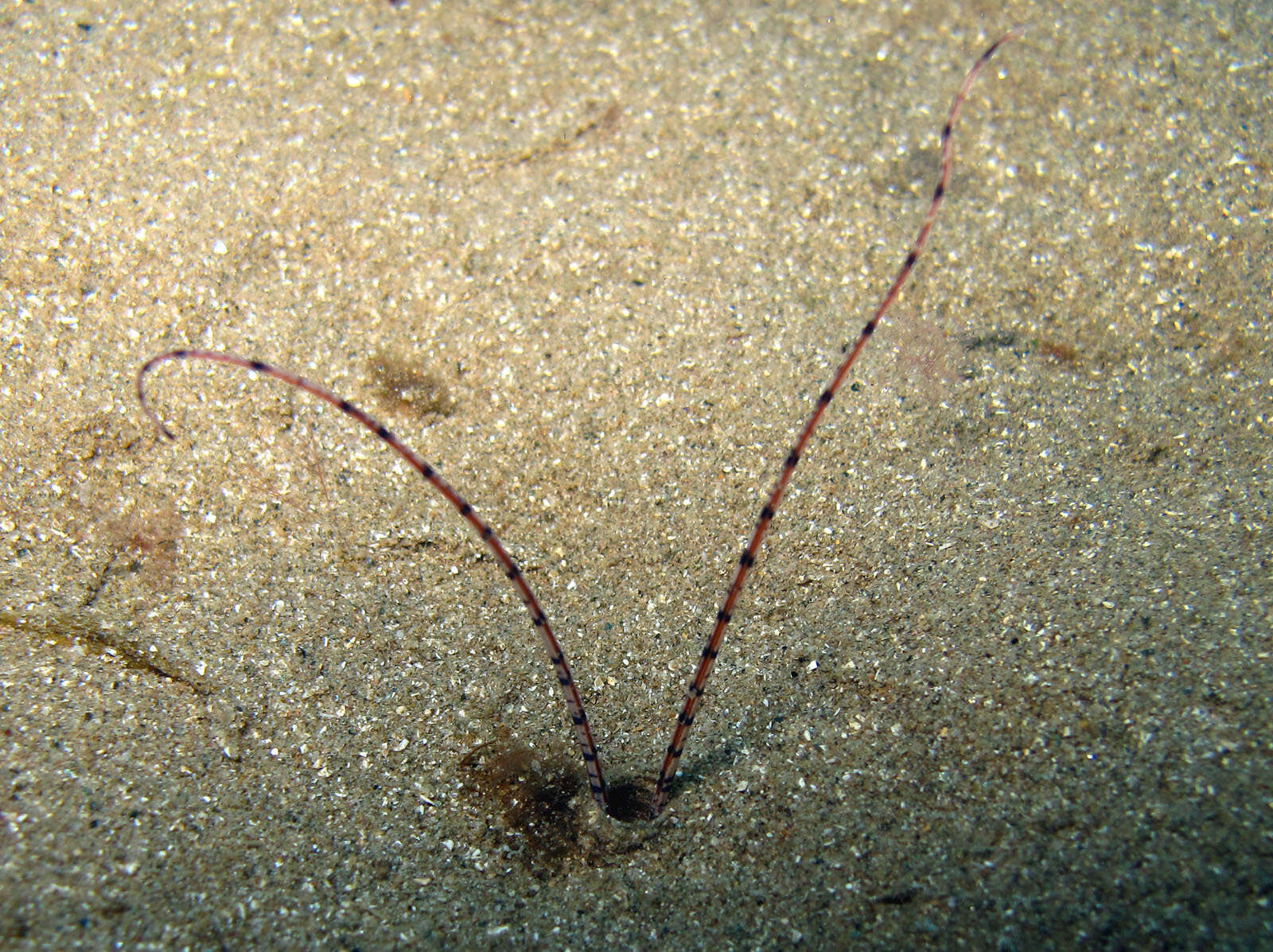 Image of Mesochaetopterus rogeri Martin, Gil, Carreras-Carbonell & Bhaud 2008