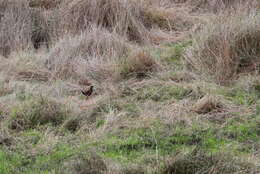 Image of Black-tailed Crake