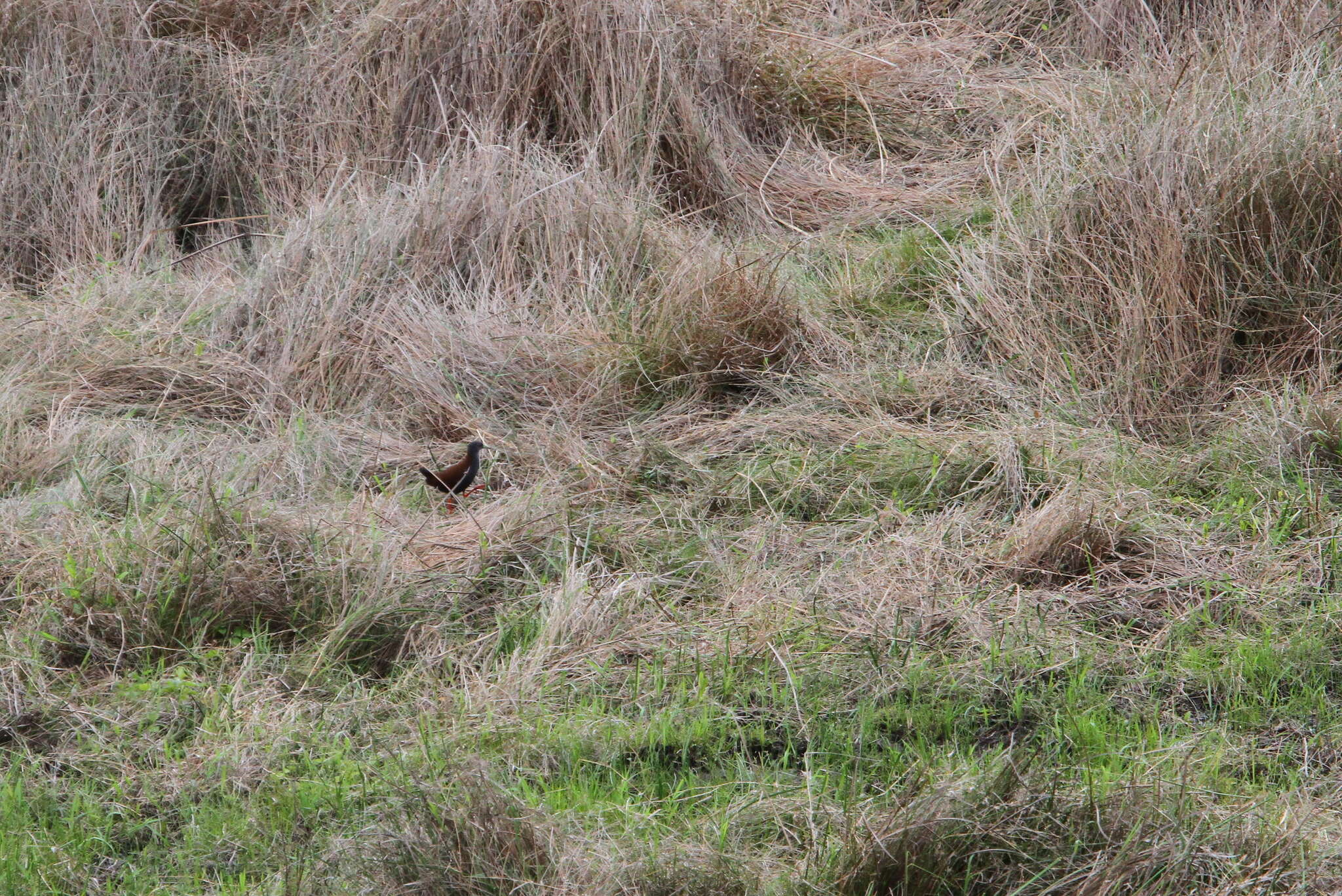 Image of Black-tailed Crake