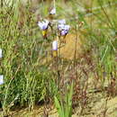 Image of Ixia contorta Goldblatt & J. C. Manning