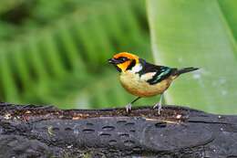 Image of Flame-faced Tanager