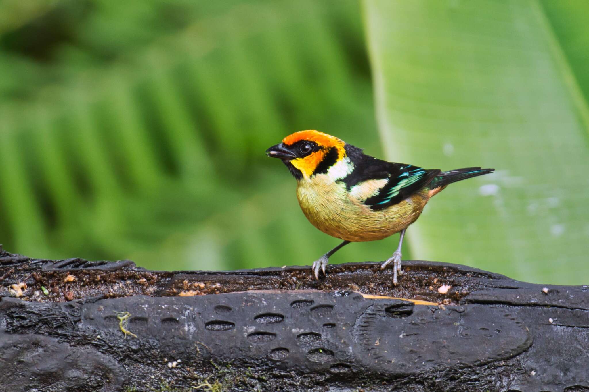 Image of Flame-faced Tanager