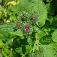 Image of Arctium ambiguum (Celak.) Nym.