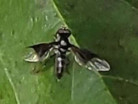 Image of Syrphid fly