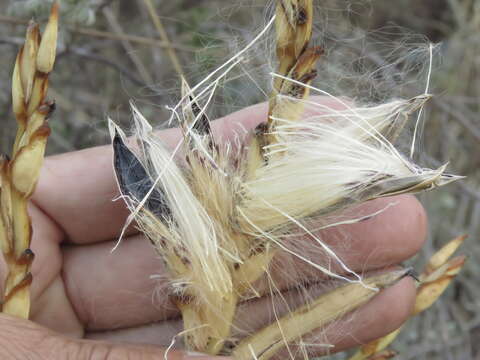 Imagem de Tillandsia makoyana Baker