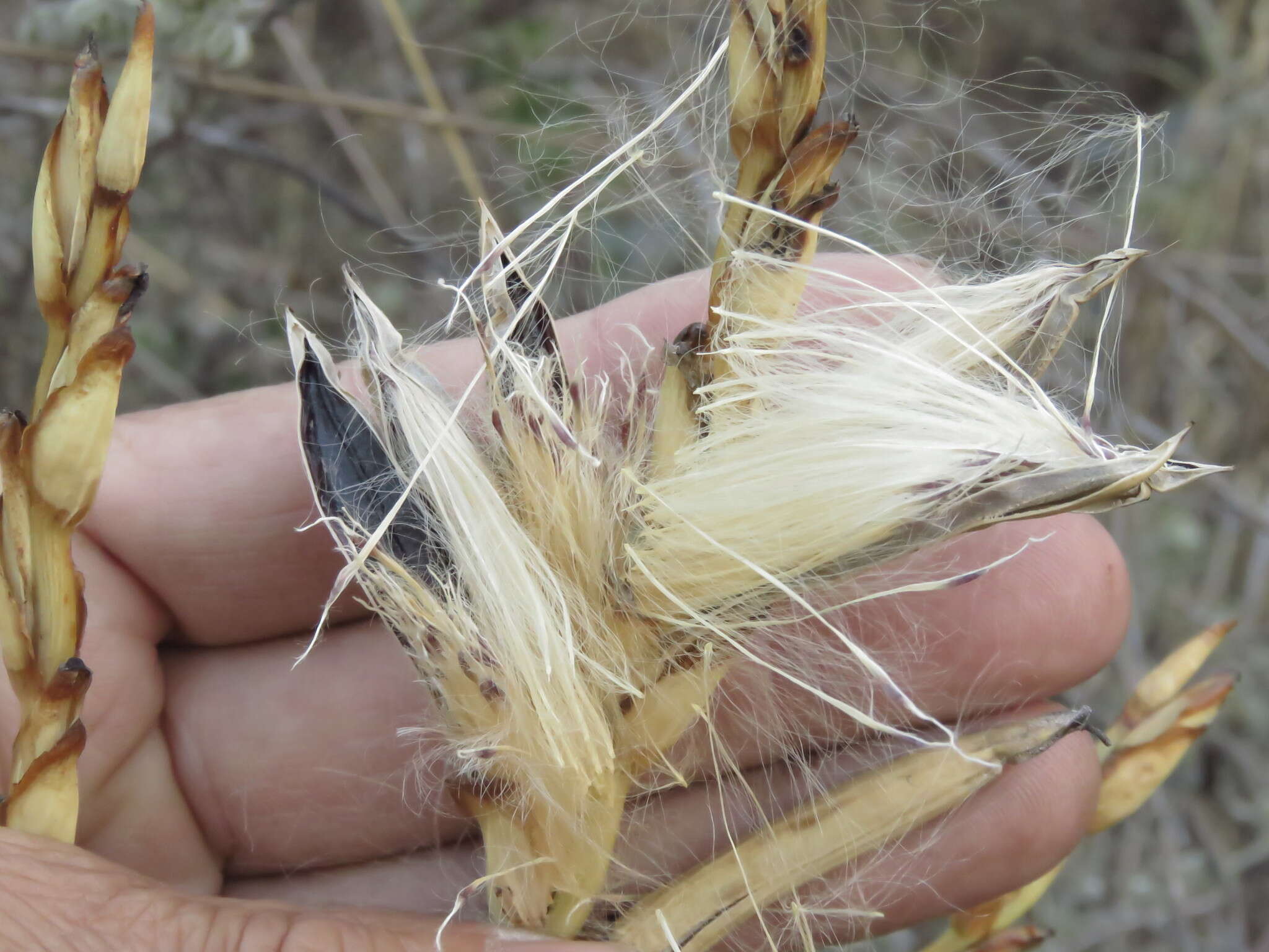 Imagem de Tillandsia makoyana Baker