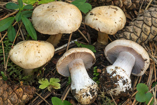 Imagem de Cortinarius caesiostramineus Rob. Henry 1939