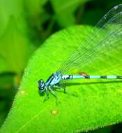 Image of Arctic Bluet