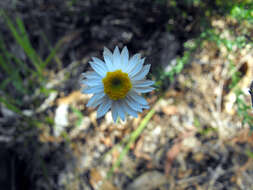 Imagem de Rhodanthe anthemoides (Spreng.) P. G. Wilson