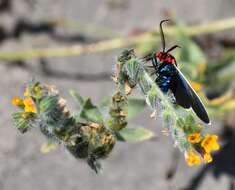 Image de Ctenucha brunnea Stretch 1872