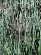 Image of Rhipsalis baccifera subsp. baccifera