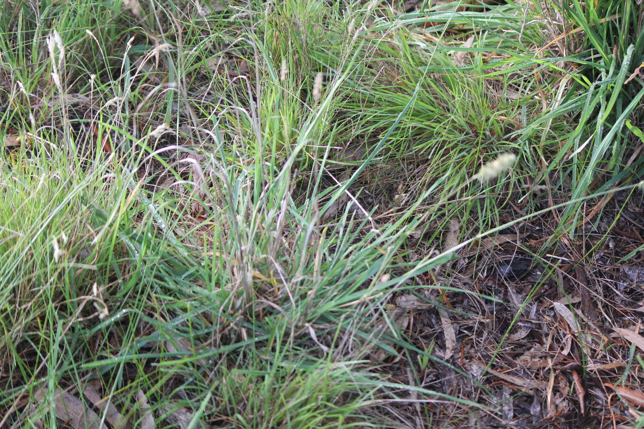 Image of Cape ricegrass
