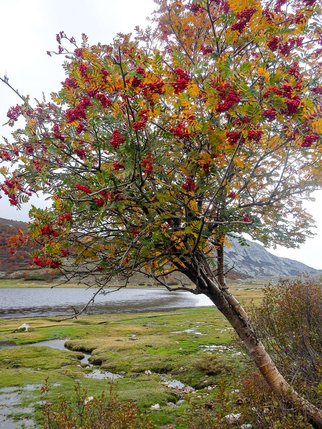 Image of Sorbus aucuparia subsp. praemorsa (Guss.) Nyman