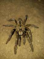 Image of Sandy Horned Baboon Tarantula