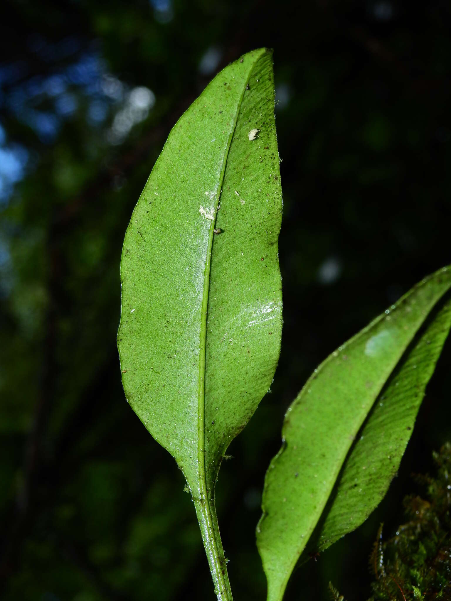 Elaphoglossum pteropus C. Chr. resmi