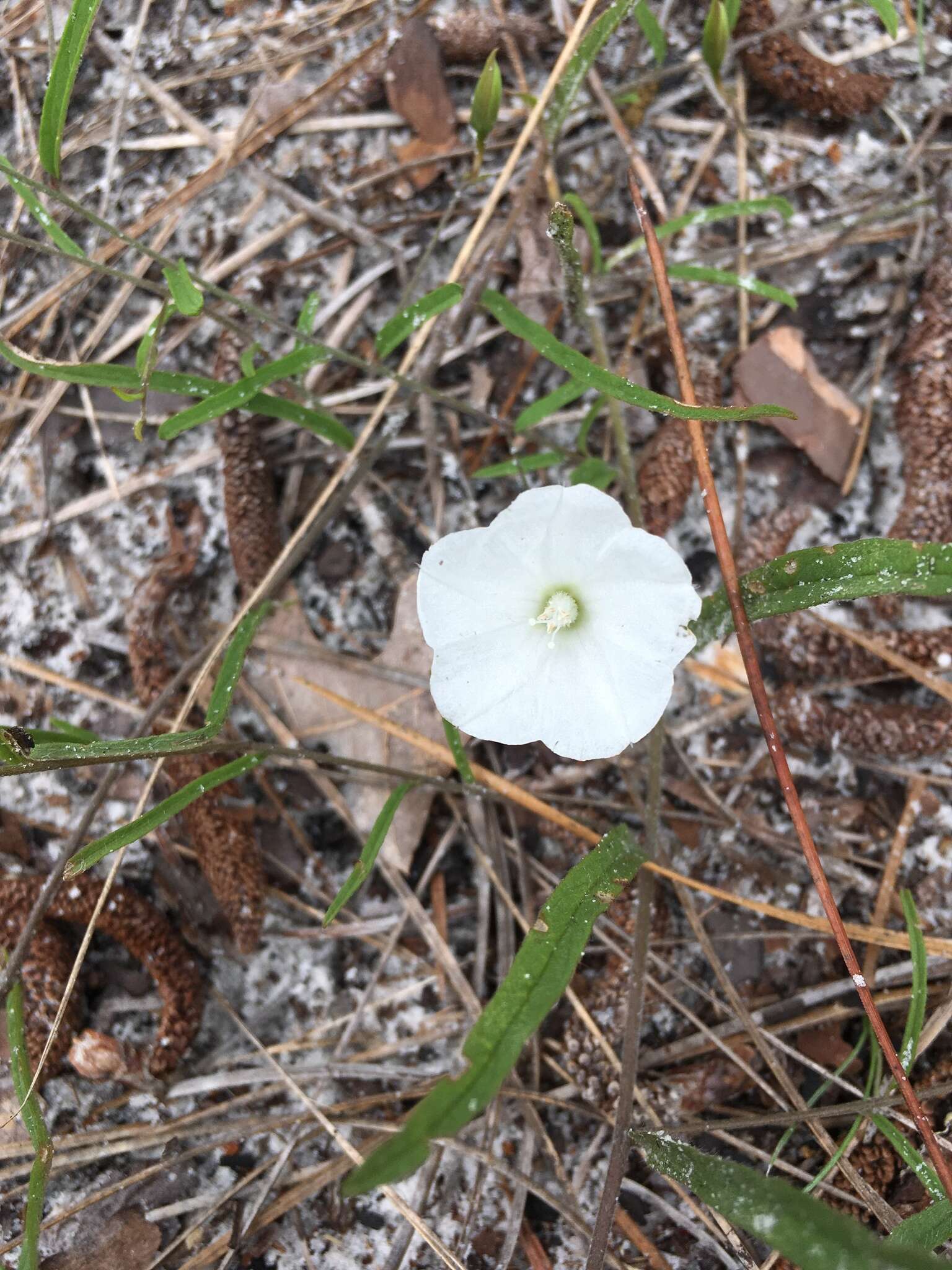 Image of coastal plain dawnflower