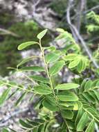 Image de Phyllanthus novae-hollandiae Müll. Arg.