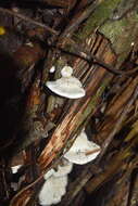 Image of Trametes vespacea (Pers.) Zmitr., Wasser & Ezhov 2012