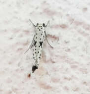 Image of black-tipped ermine