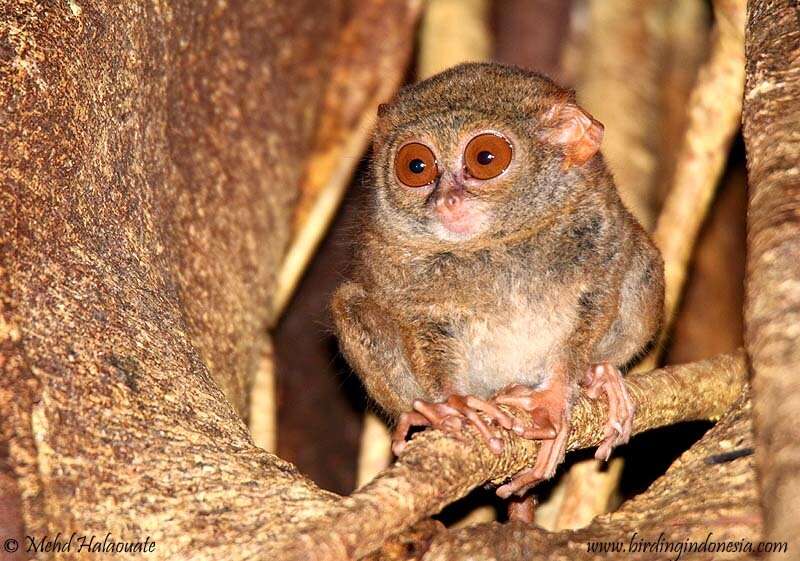 Image of Tarsius spectrumgurskyae Shekelle, Groves, Maryanto & Mittermeier 2017