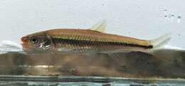 Imagem de Notropis rubricroceus (Cope 1868)